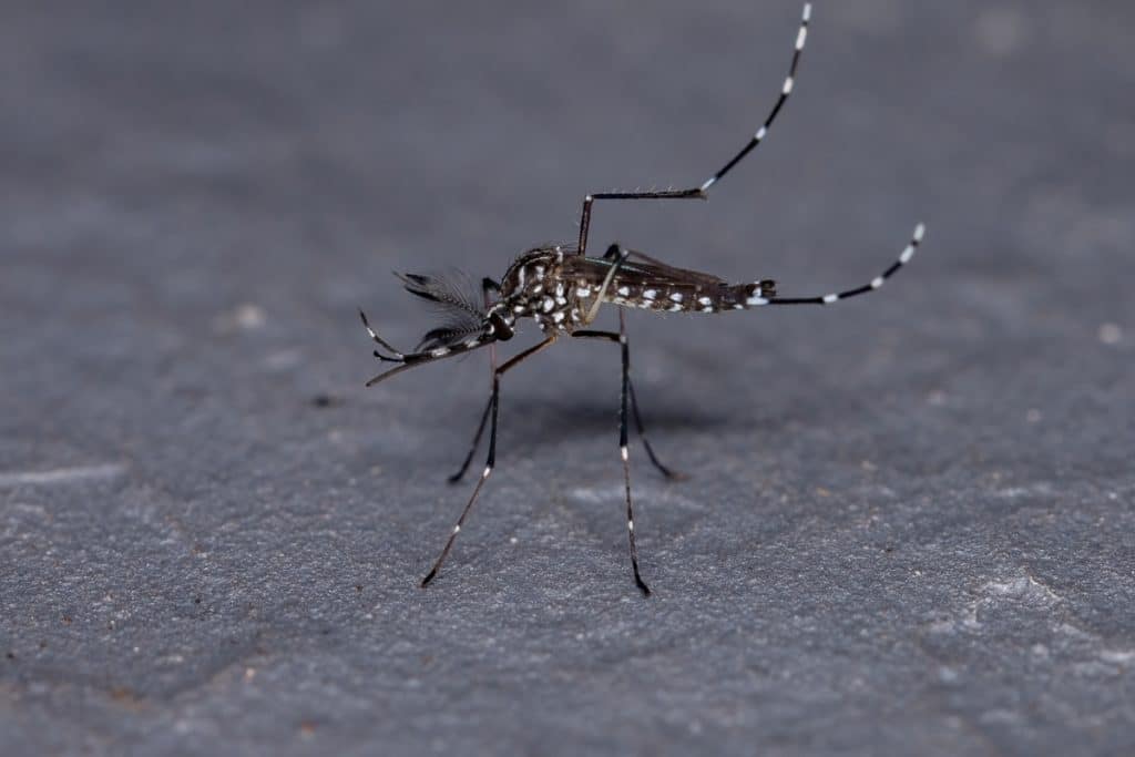 Estado Do Rio De Janeiro Confirma Primeiro Caso De Febre Oropouche