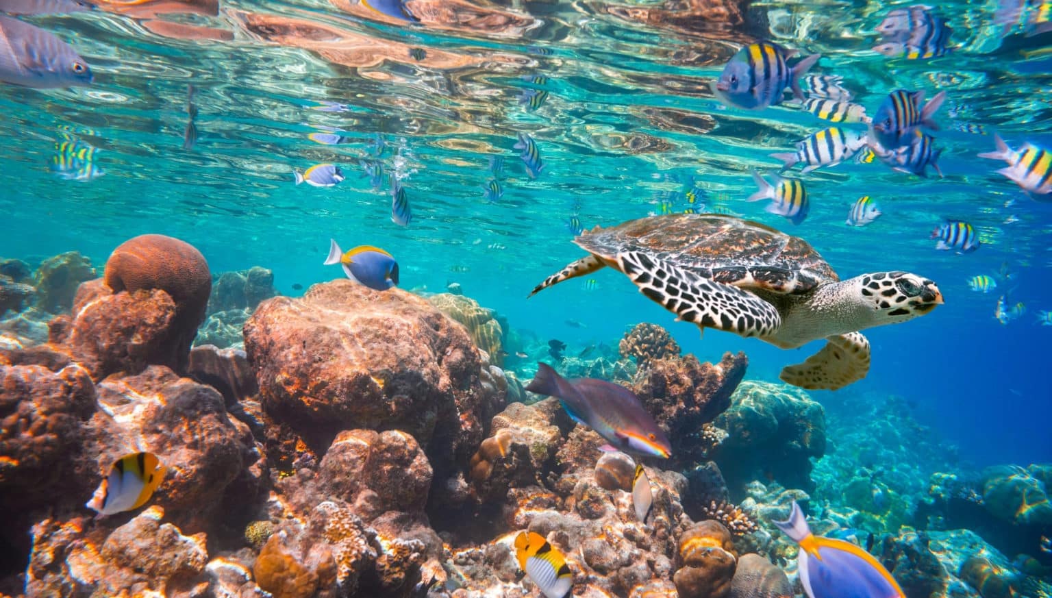 Década dos Oceanos | 4 atitudes para ajudar o oceano