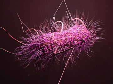 e-coli