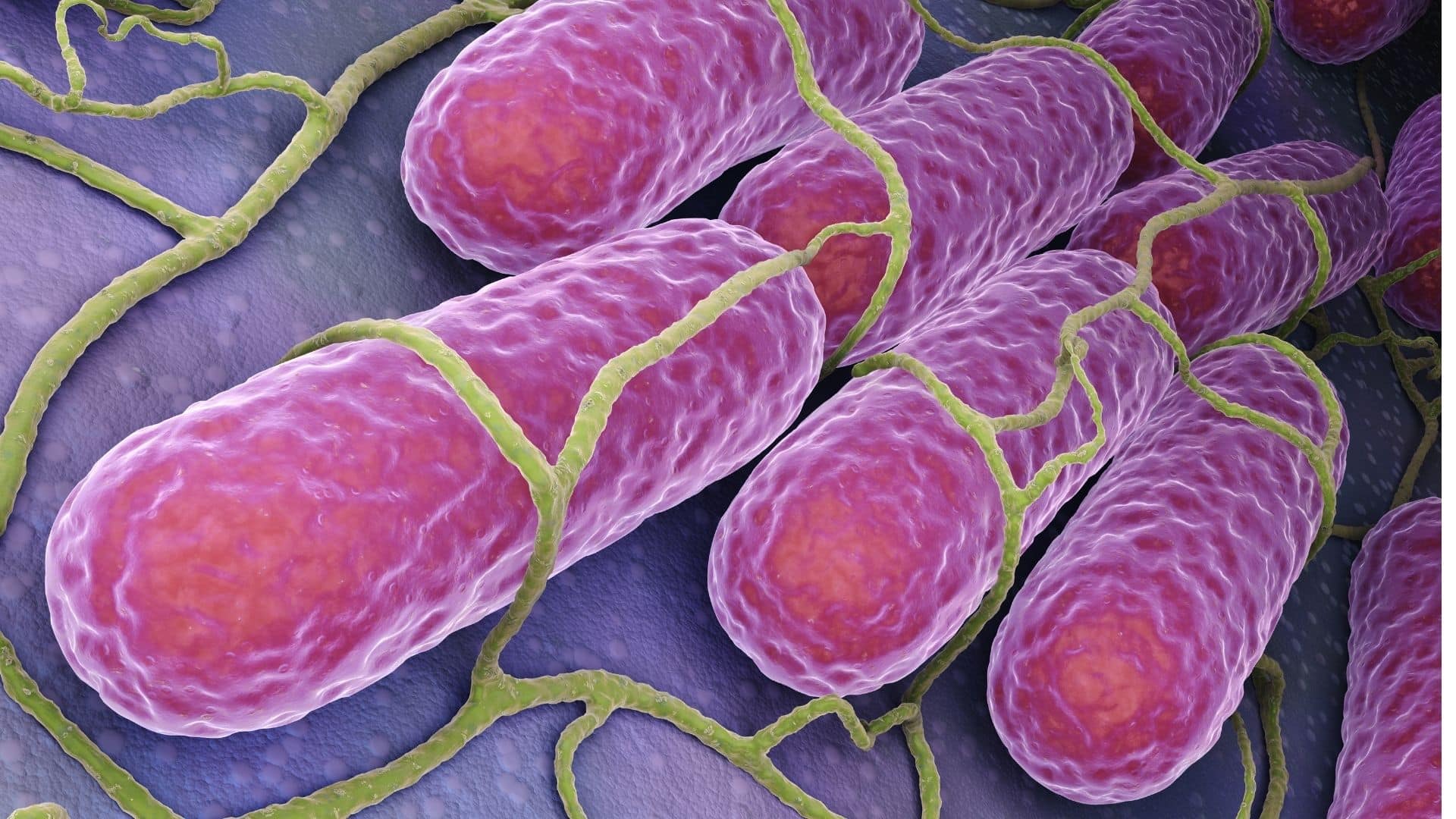 Imagem de bactérias - Febre Tifóide