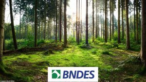 BNDES Florestas