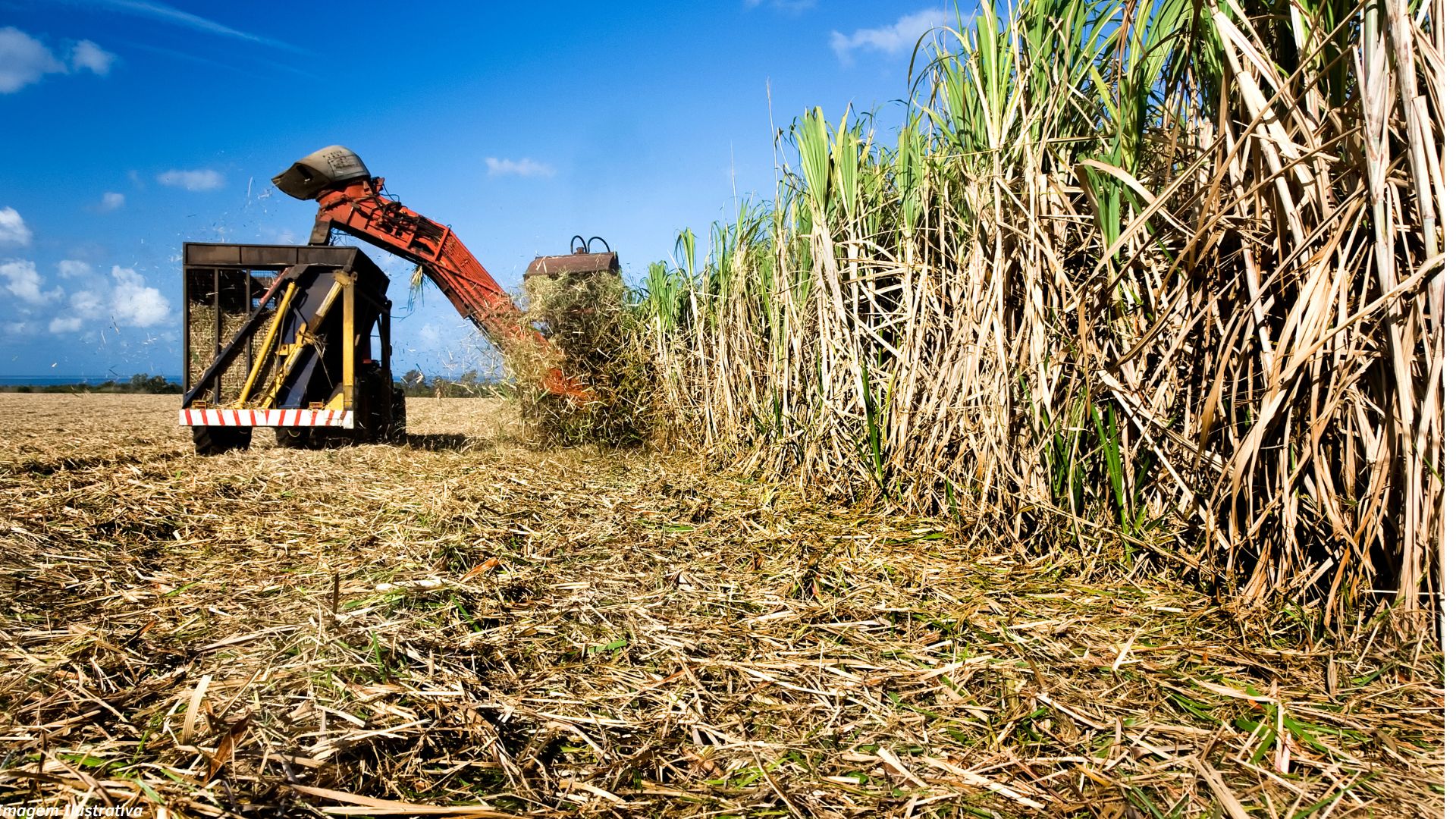 Сахарный тростник сбор. Сахарный тростник США. Маврикий сахарный тростник. Сахарный тростник новая Гвинея. Сахарный тростник в Латинской Америке.