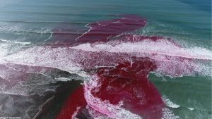 Cientistas ‘criam’ água do mar rosa em praia dos EUA