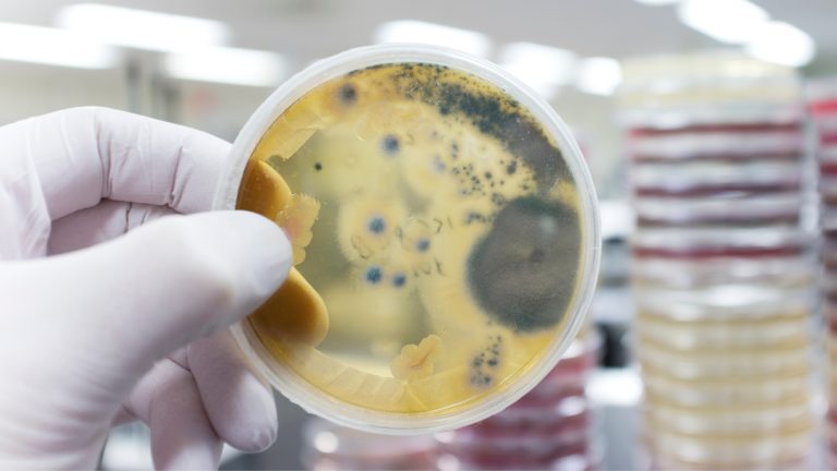 O fungo recebeu o nome Pseudomonodictys pantanalensis, em homenagem ao bioma Pantanal