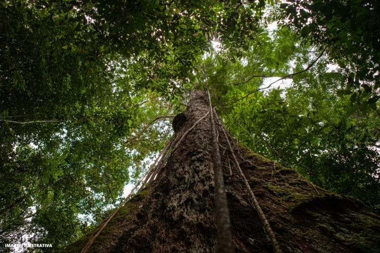 Mata Atlântica
