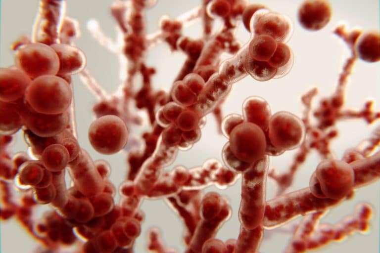 fungo Candida auris