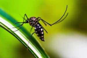 Doenças como dengue e chikungunya avançam na Europa conforme o clima esquenta, mostra estudo