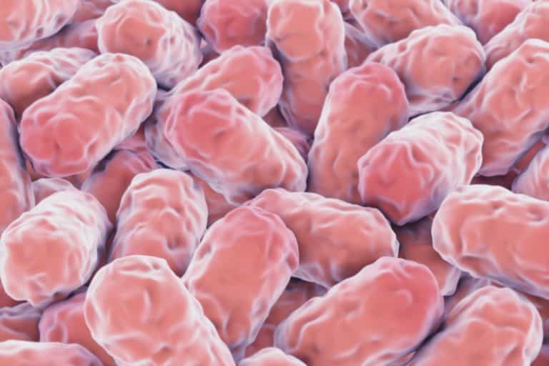 Naegleria fowleri