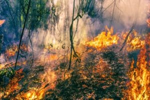 Amazônia e Cerrado registram em junho o maior número de queimadas desde 2007