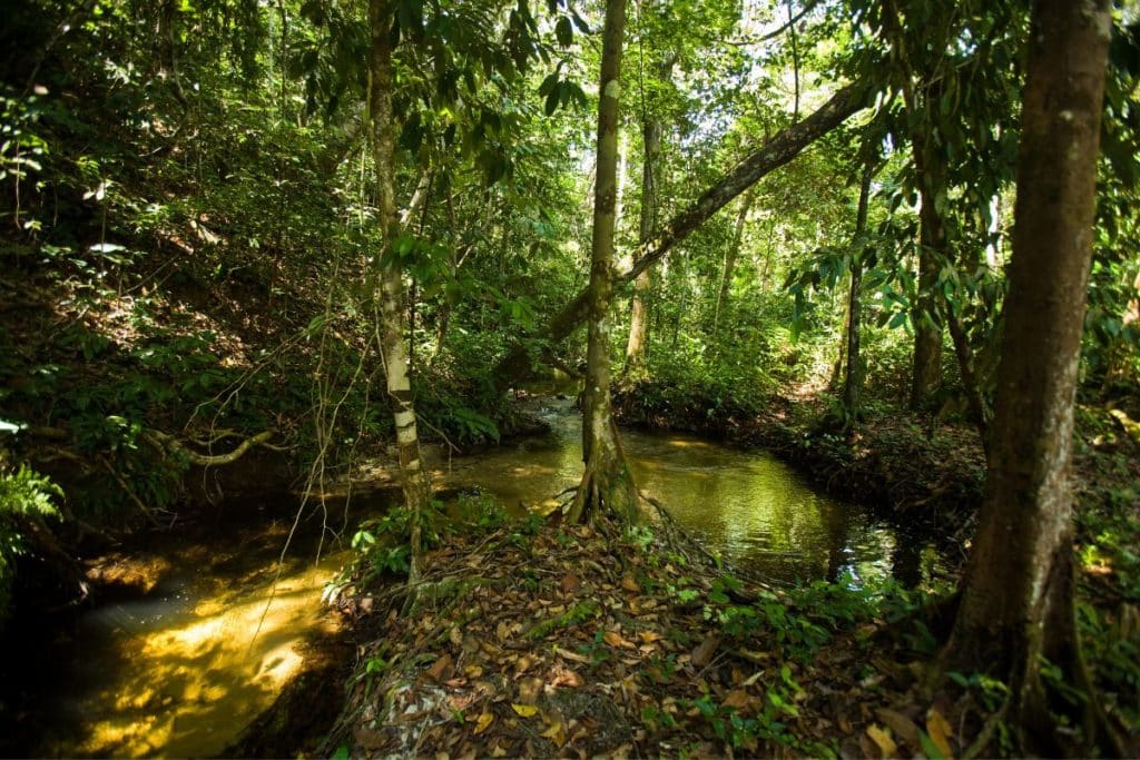 Amazônia paraense