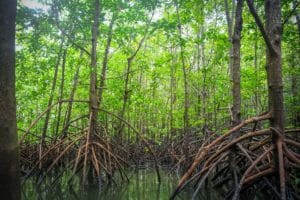 Recuperação ambiental área de manguezal na Lagoa do Camorim é duplicada e atinge dois hectares