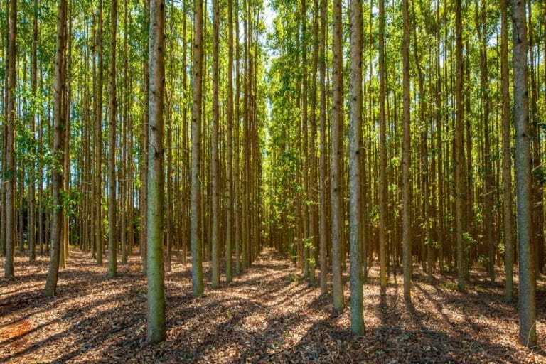 Nova fábrica de celulose da Arauco vai contemplar mais dois municípios além de Inocência e gerar 12 mil empregos