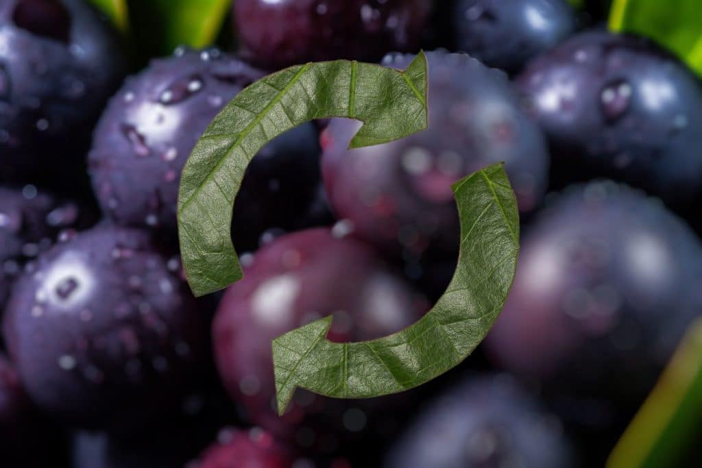 Estudo descobre propriedades antioxidantes e anti-inflamatórias em resíduo de inajá e de açaí