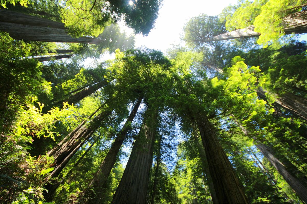 A floresta em pé é fundamental para nossa estratégia climática, diz Eletrobras