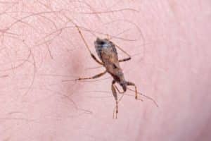 Com objetivo de reunir o conhecimento produzido a respeito da Doença de Chagas, a organização não governamental