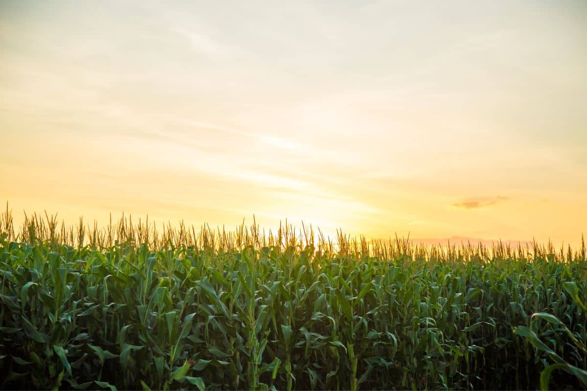 Fertilizante de milho gera menor emissão de gases de efeito estufa