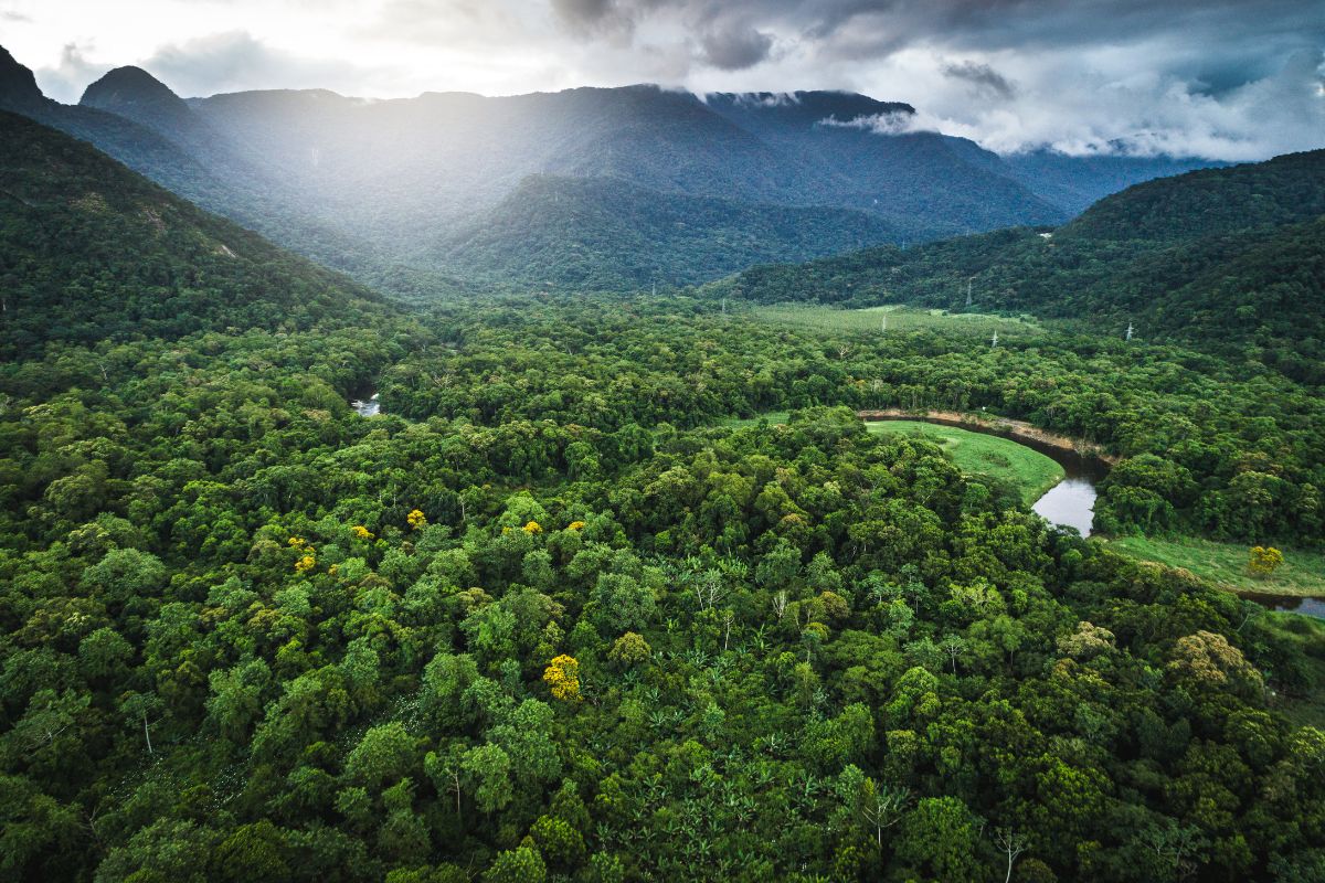 O papel das florestas plantadas para a mitigação climática