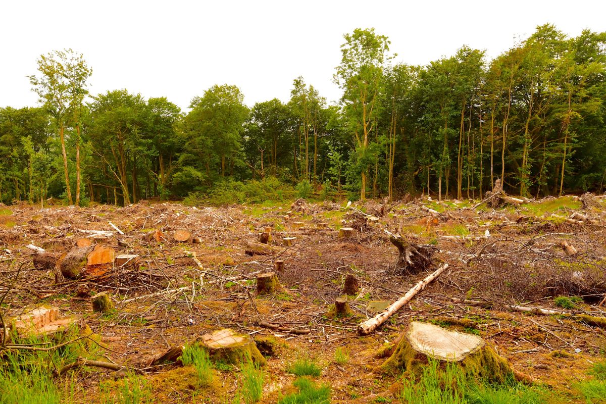 Saiba como desmatamento e queimadas influenciam tempo no Norte