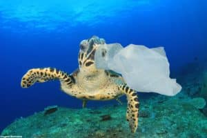 Indústria petroquímica e países produtores de plástico frustram progresso das negociações do Tratado Global sobre Plásticos