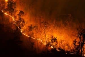 MT e MS somam quase 4 mil focos de incêndio em novembro; Pantanal é afetado