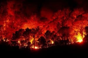 Pantanal tem mais de 3 mil incêndios em novembro; recorde histórico
