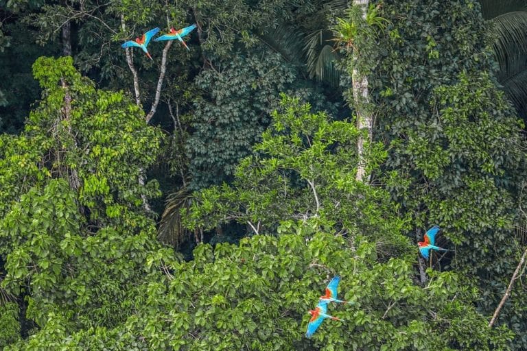 Sociobioeconomia: uma resposta para a crise climática