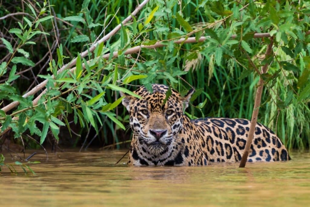 Qual o clima predominante do Cerrado? Saiba mais sobre o bioma considerado "a caixa d'água" do Brasil