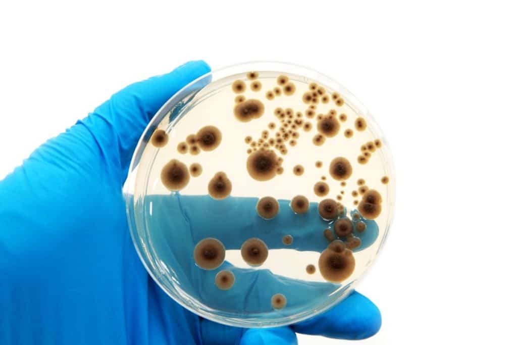 Biossoluções para a agricultura brasileira