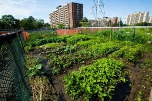 Fapesp: agricultura urbana pode ser resposta criativa à crise climática