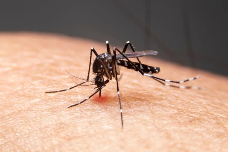 Governo do Distrito Federal declara situação de emergência por causa da dengue