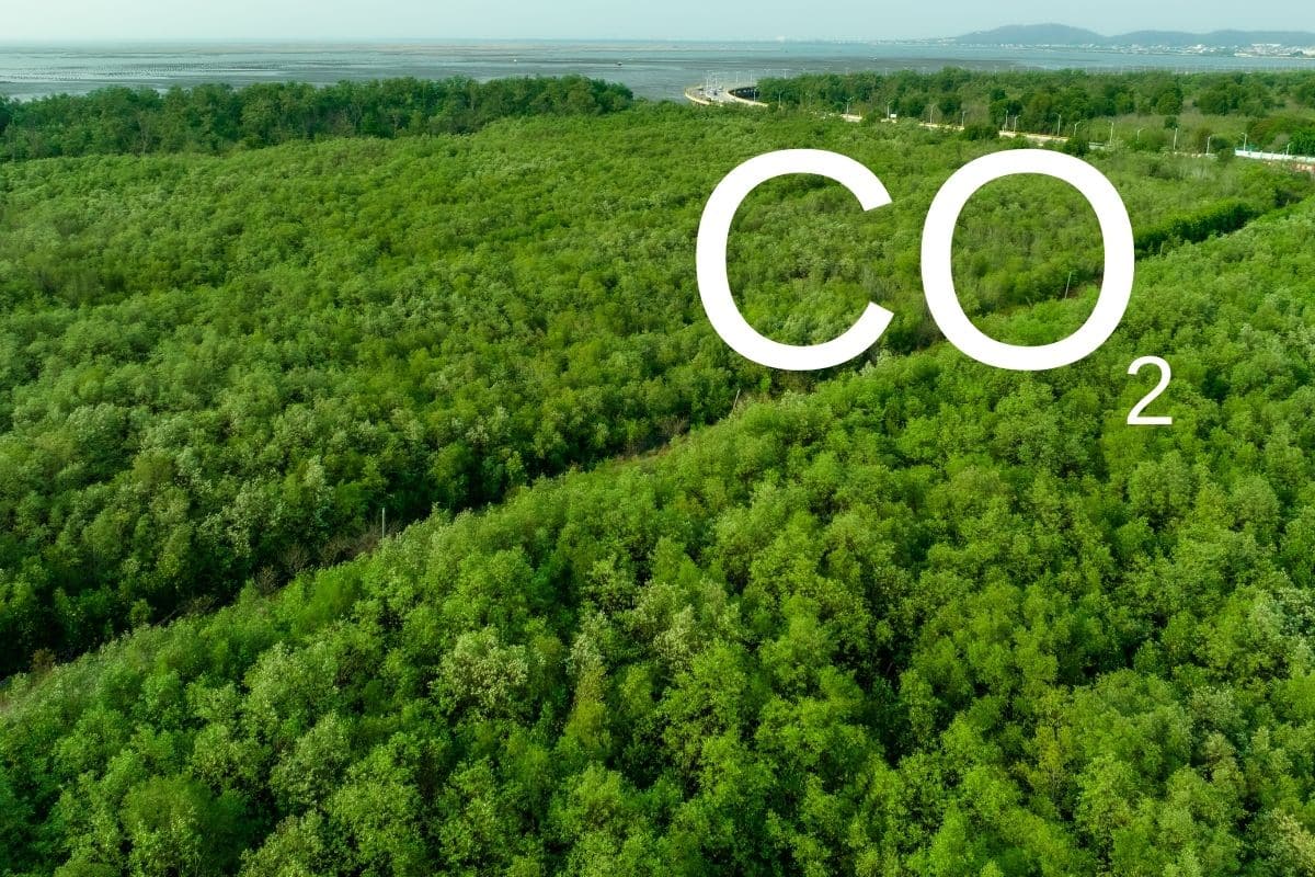 Mudanças climáticas ameaçam sequestro de carbono nas florestas, diz estudo (1)
