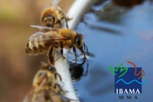 Ibama restringe uso de agrotóxico prejudicial a abelhas