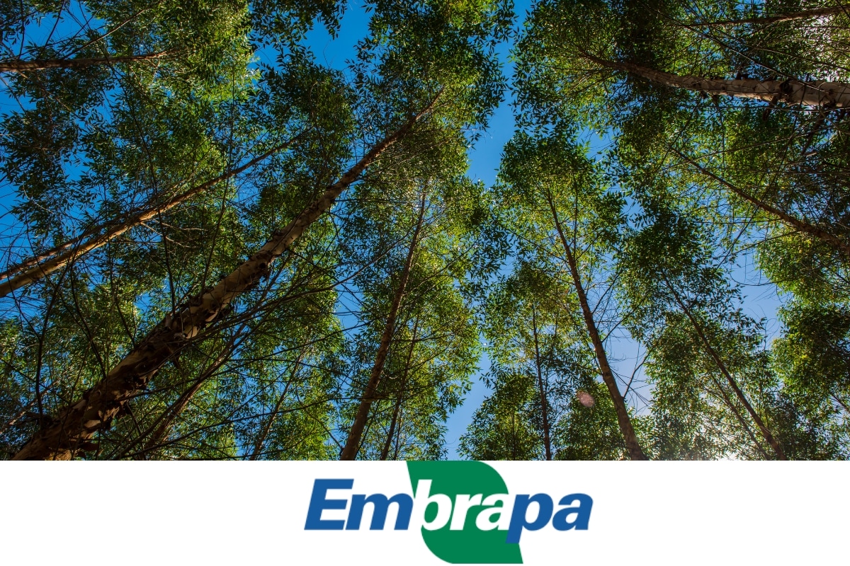 Embrapa divulga estudo sobre armazenagem de carbono em florestas de eucalipto