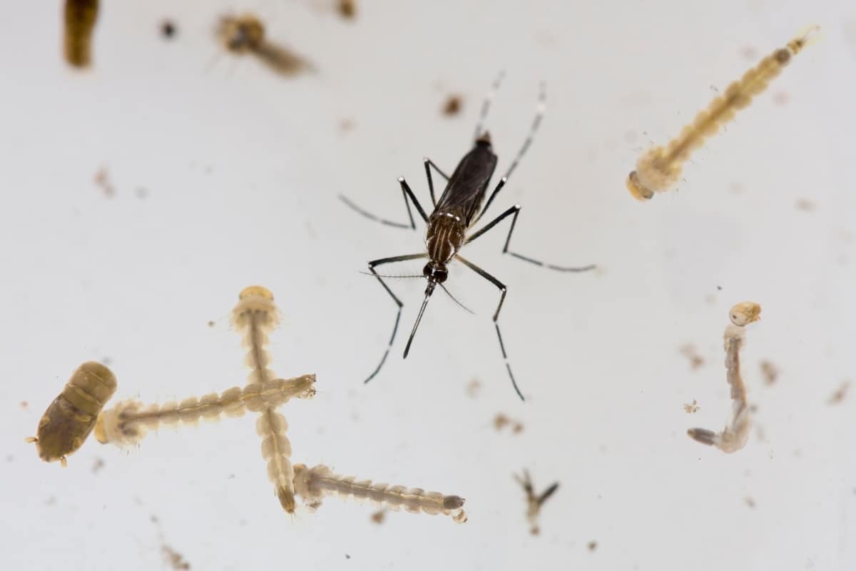 Qual é a origem do mosquito transmissor da dengue
