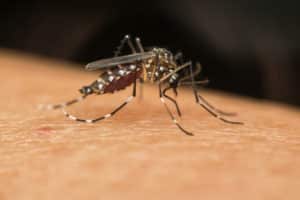 Rio decreta estado de emergência na saúde pública por causa da dengue