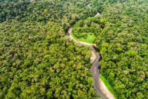 Amazônia está em um equilíbrio instável e pode entrar em colapso se continuar no caminho atual, afirma pesquisador líder de estudo publicado na Nature