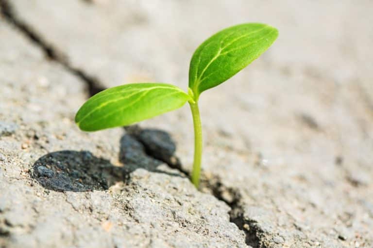 As cidades que estão tirando concreto das ruas para que plantas cresçam de novo