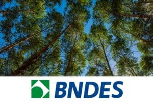 Projeto de reflorestamento na Bahia recebe R$ 200 milhões do BNDES
