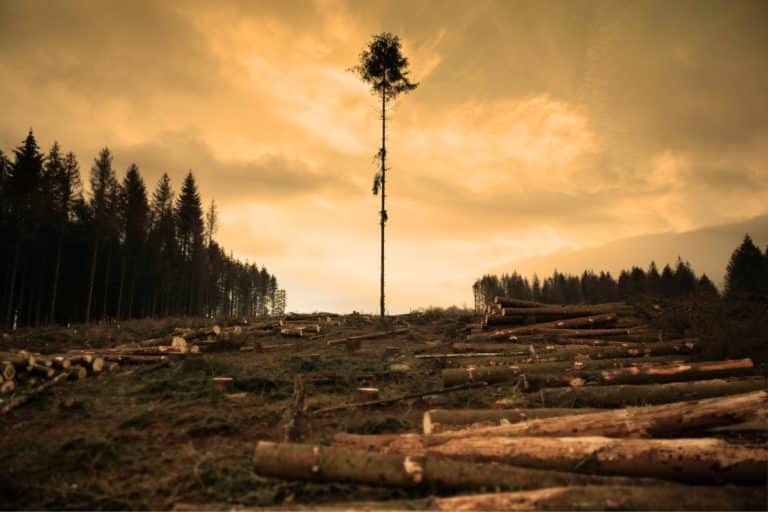 Bomba-relógio ambiental