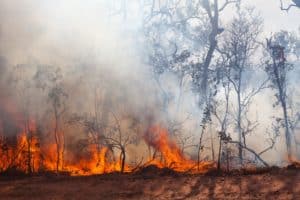 Monitor do Fogo área queimada no Brasil cresce 410% em fevereiro
