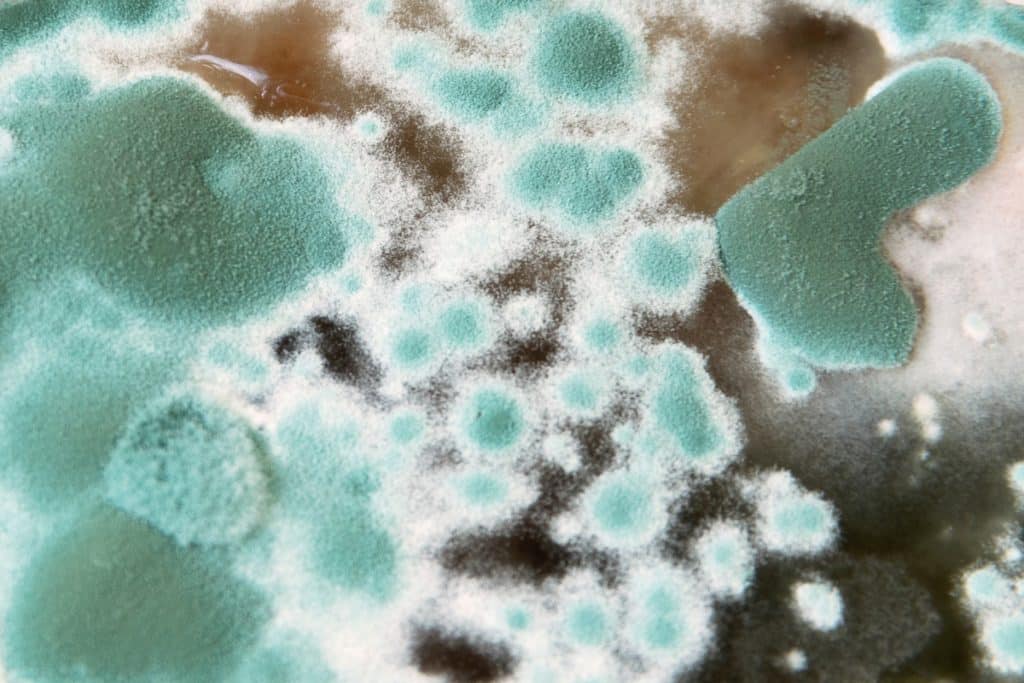 Projeto MicroBioBank vai mapear fungos e bactérias com potencial para gerar novos produtos de biotecnologia
