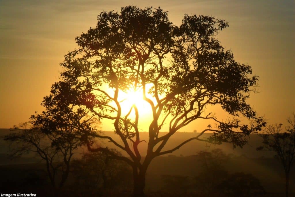 Cerrado é o bioma mais devastado do Brasil, diz relatório