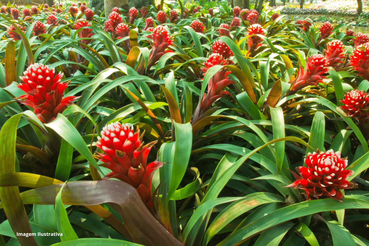 Bromélia da Amazônia