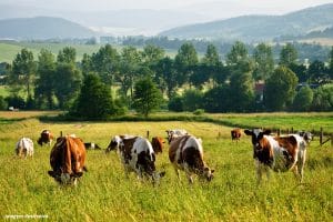 Especialistas defendem medições integradas de emissões de efeito estufa nas fazendas