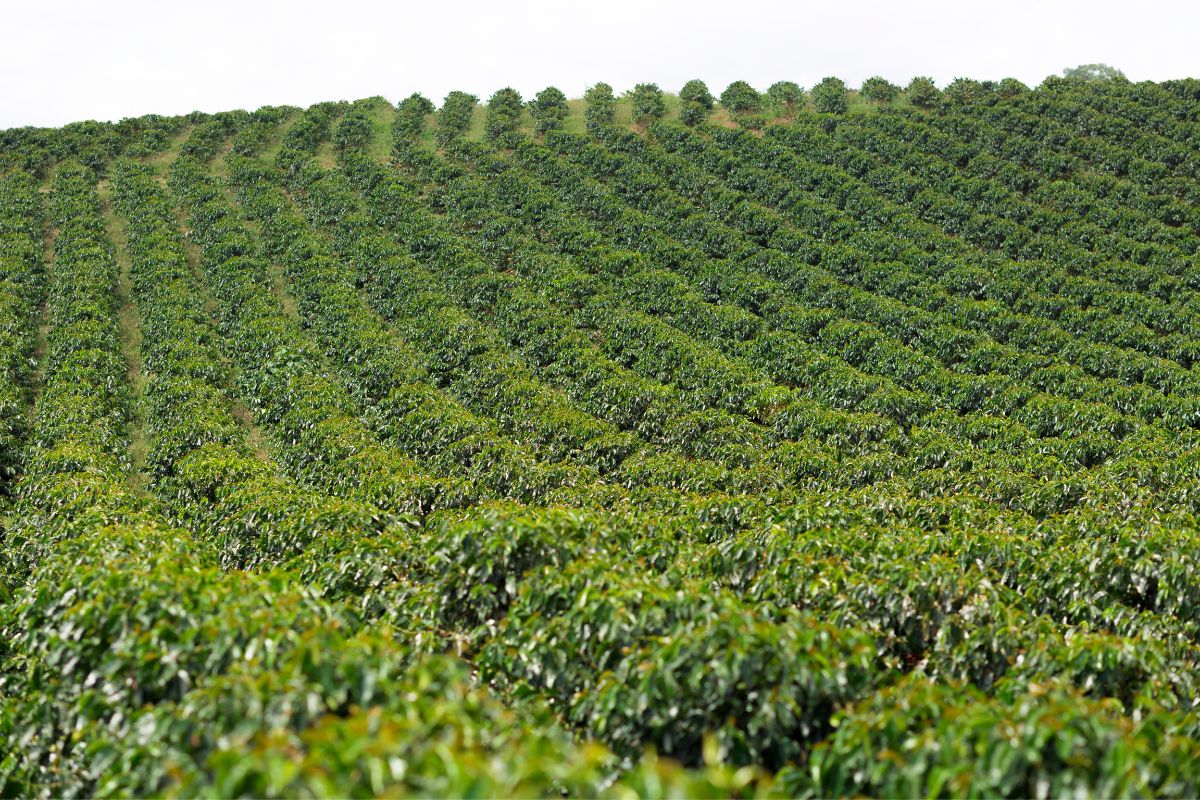 Plantação de café e as mudanças climáticas