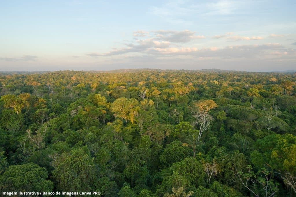 Círculo vicioso: aumento da temperatura na Amazônia reduz absorção de gás de efeito estufa por bactérias