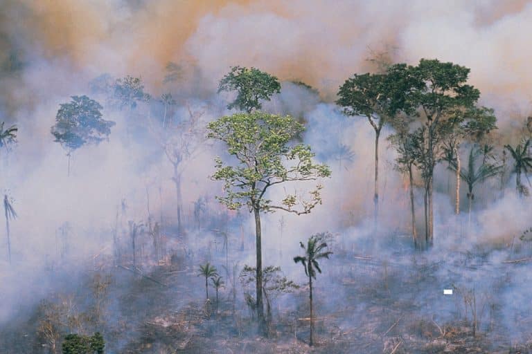 Queimadas na Amazônia e no Pantanal prejudicam o ar em dez estados