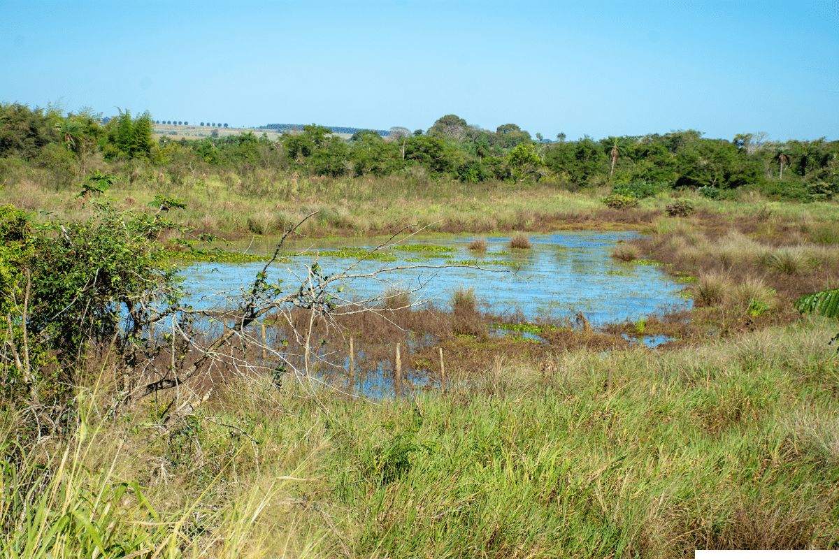 Estudo avalia como as emissões das 'lagoas de soda' do Pantanal contribuem para a mudança climática