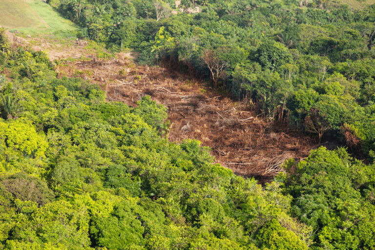 DESMATAMENTO AMAZÔNIA