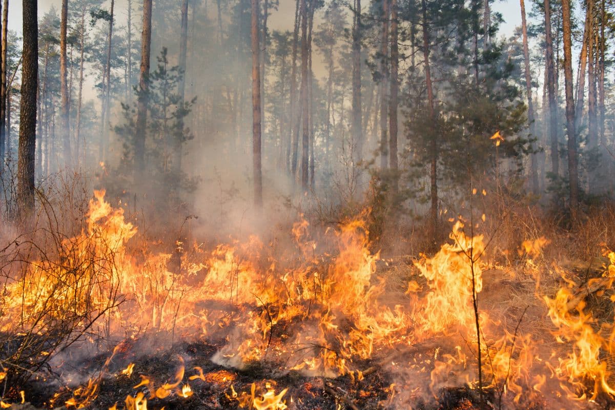 O combate a incêndios florestais frente à mudança climática